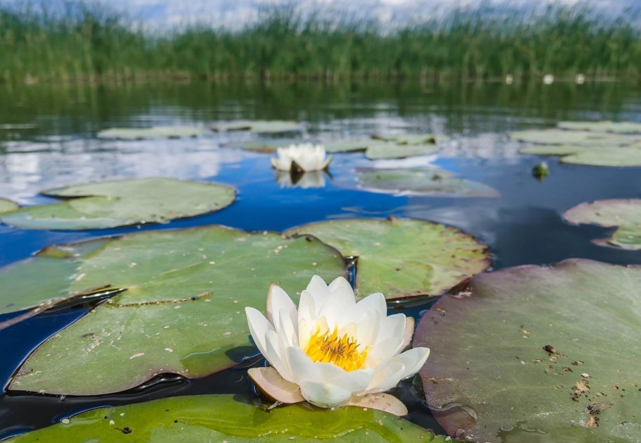Кувшинка Удмуртии