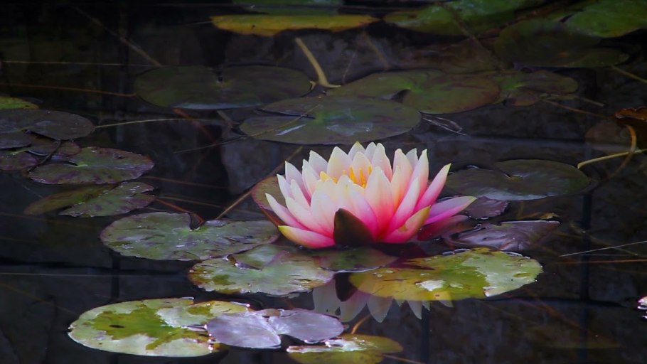 Рыбинское водохранилище Лотосы лилии кувшинки