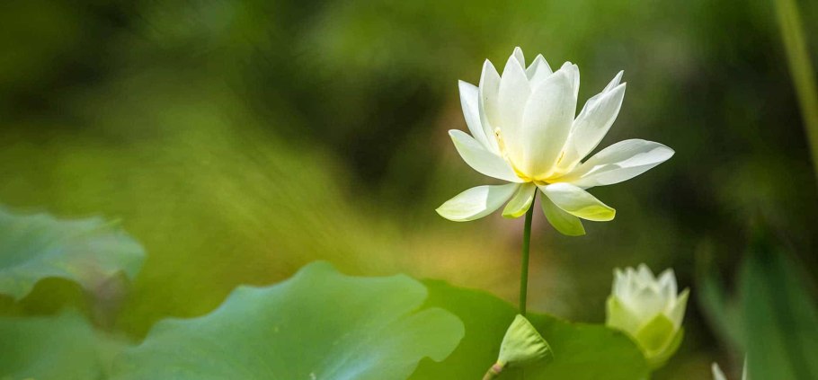 Кувшинка Речная