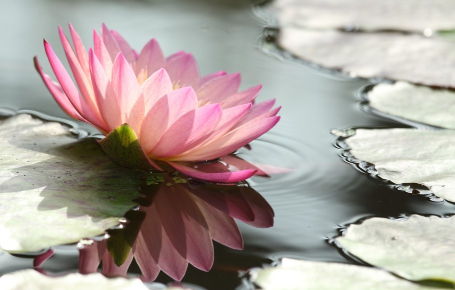 Белый цветок на зеленом город