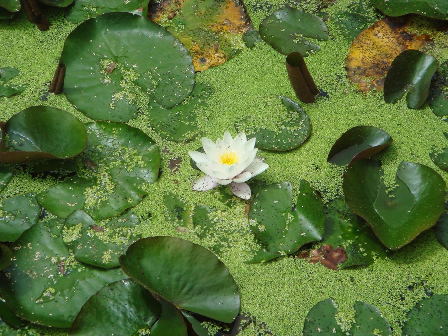 Стебель кувшинки белой