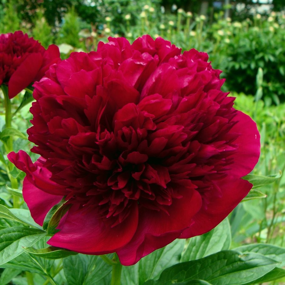 Пион ред Чарм