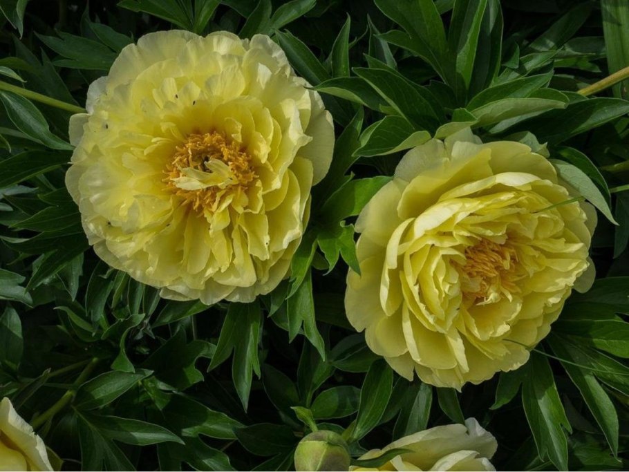 Пион Ито Бартзелла