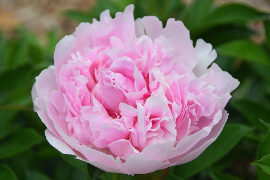 Пион Энджел чикс