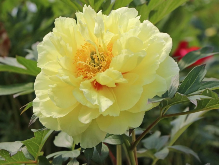 Пион Ито Bartzella