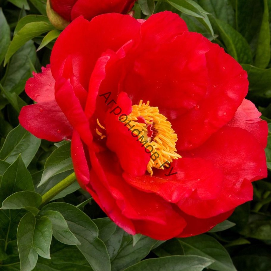 Пион Ито Бартзелла