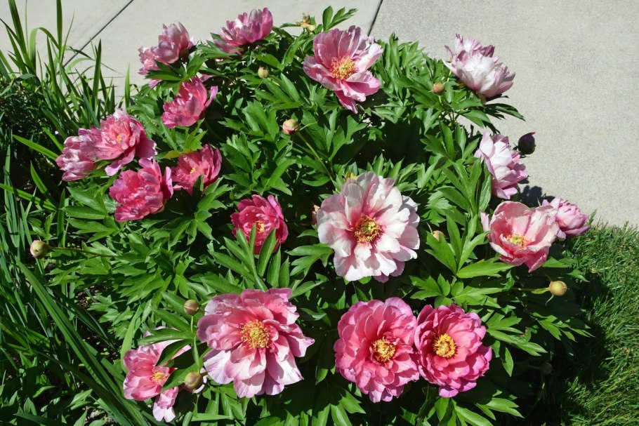 Пион Пинк Дабл