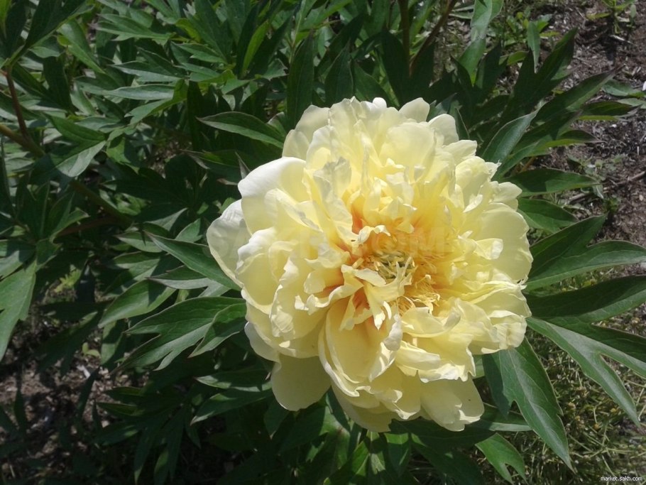 Пион ито бартзелла