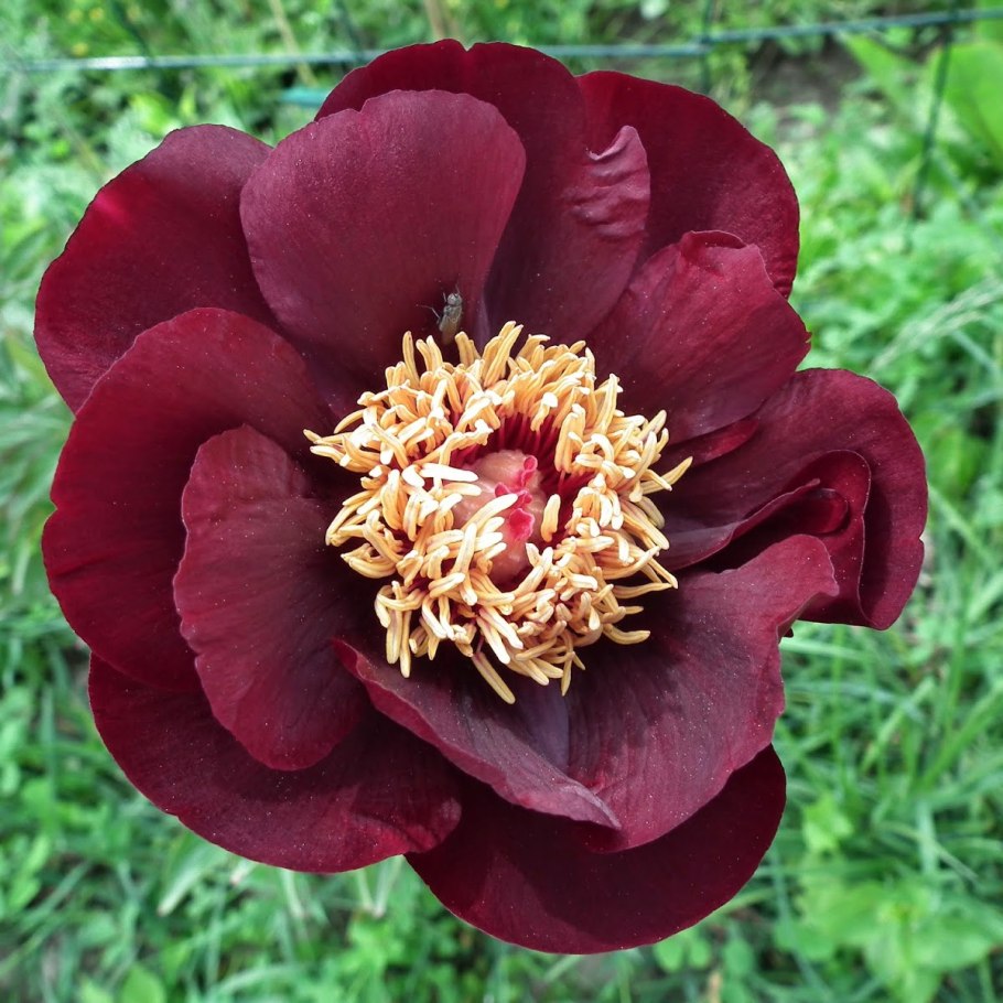 Пион молочноцветковый Blaze