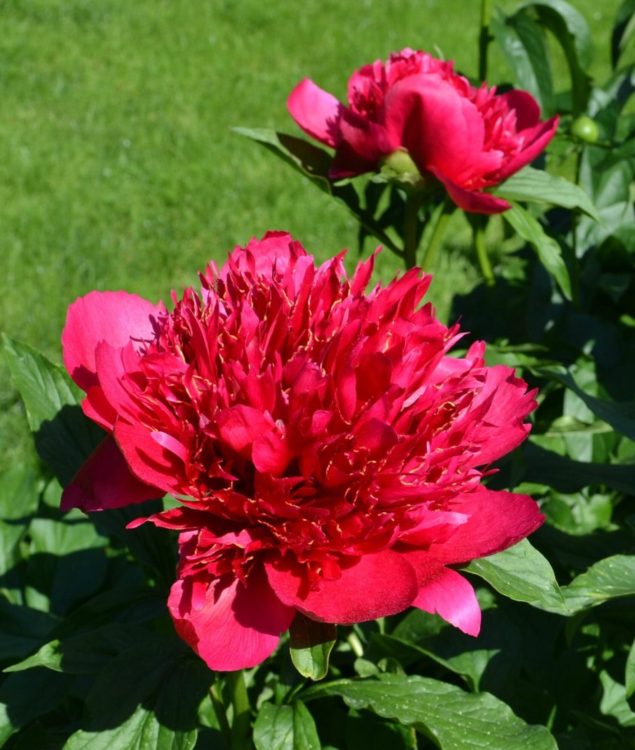 Many Happy Returns пион