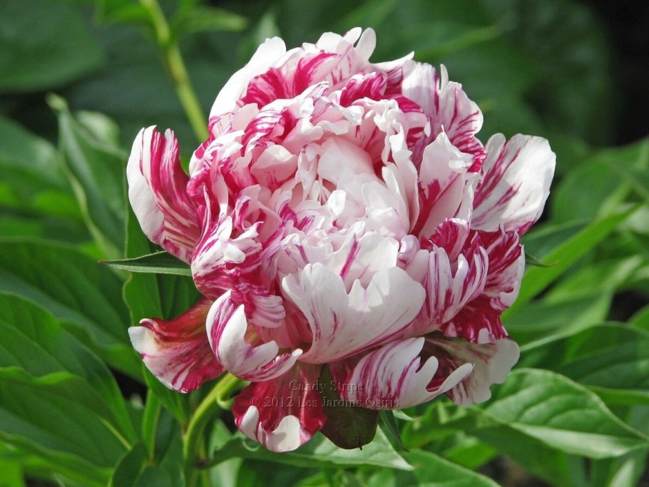 Пион травянистый Кэнди страйп