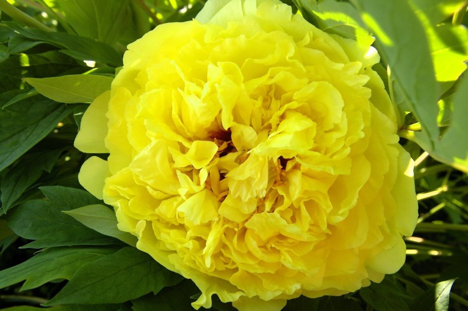 Пион древовидный Йеллоу Кроун