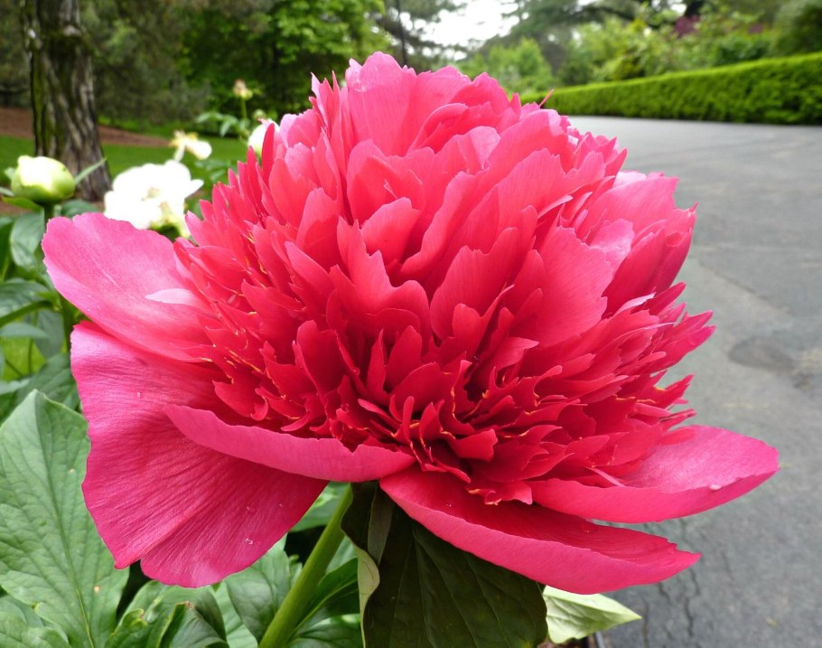 Many Happy Returns пион