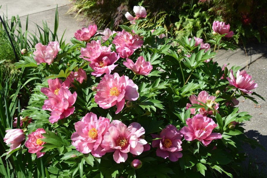 Пион Pink Double Dandy