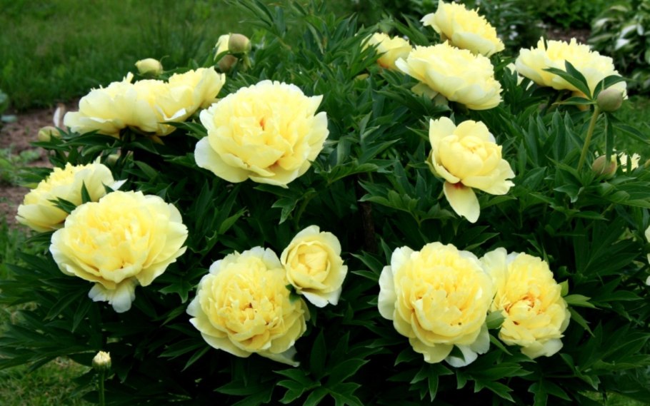 Пион Бартзелла желтый