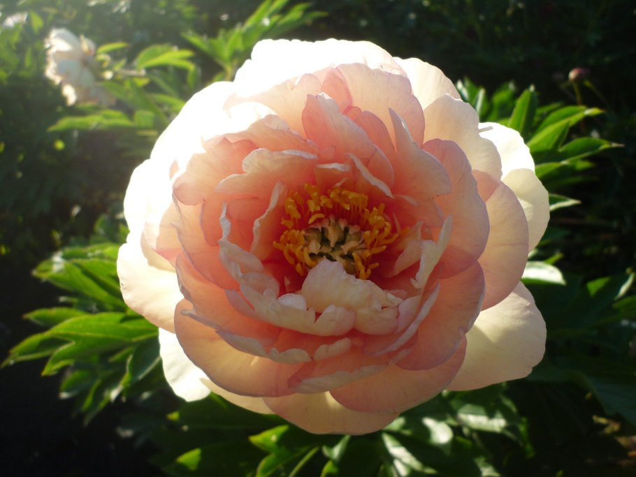 Ито пион Кенери бриллиант