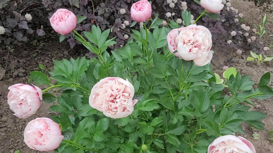 Пион Ито-гибрид Хиллари