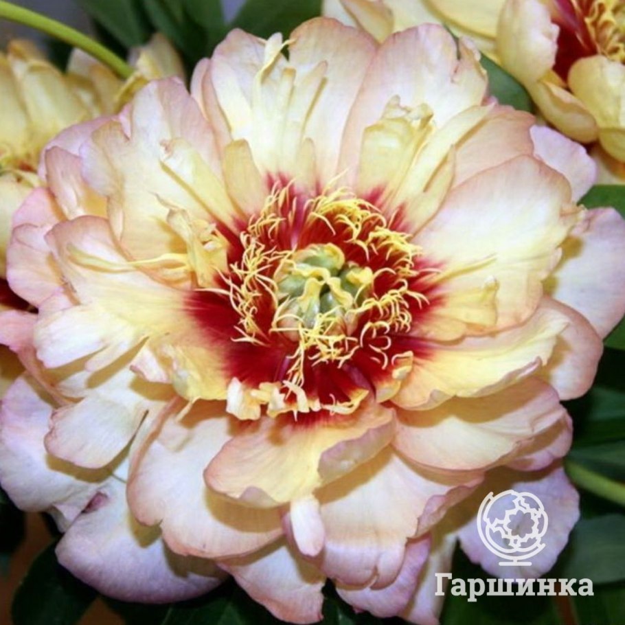 Пион Ито Callies Memory