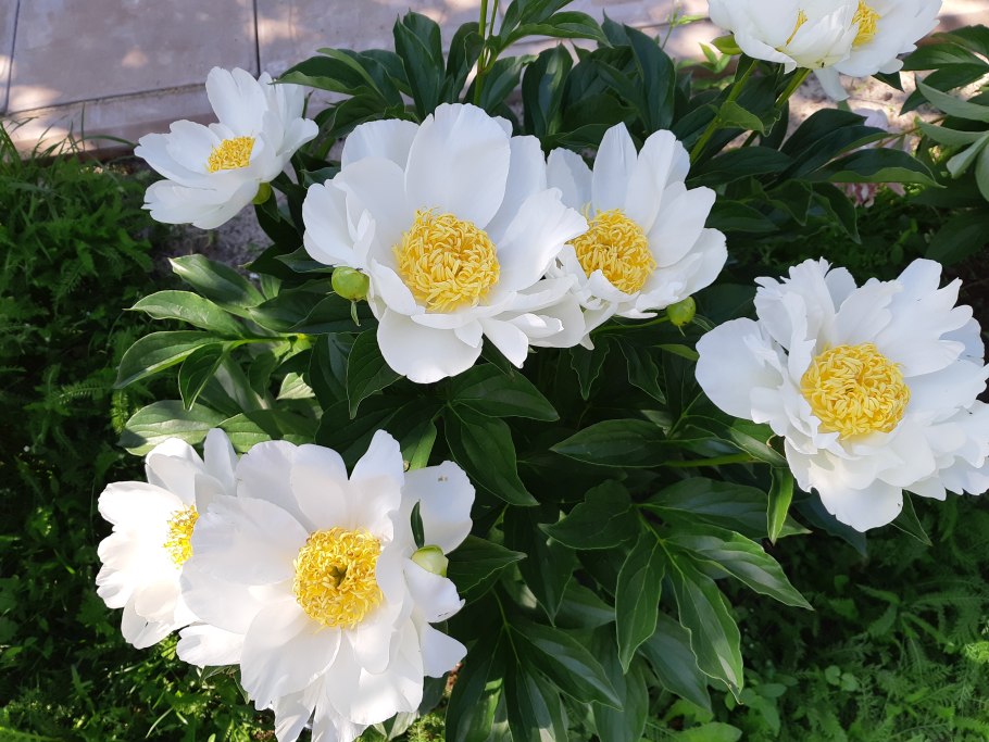 Пион Бартзелла