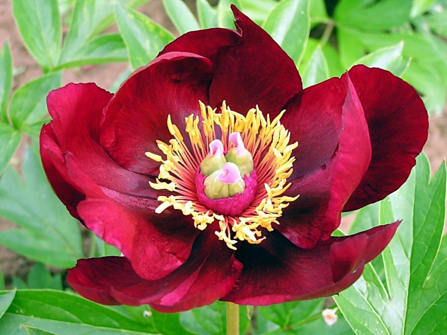 Пион Лорелея Paeonia Lorelei