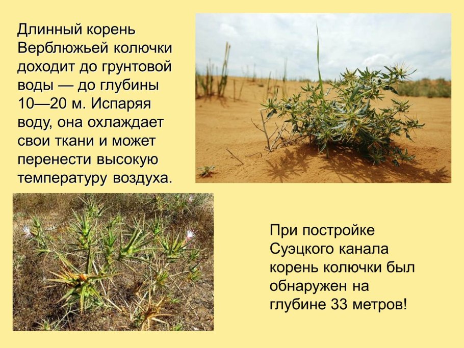 Стебель верблюжьей колючки