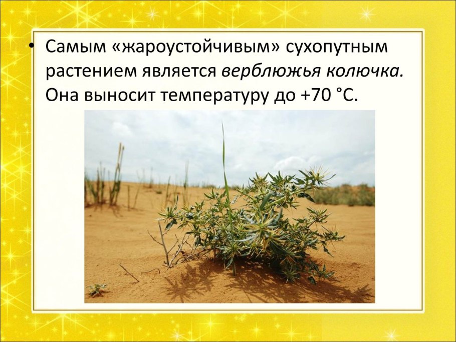 Верблюжья колючка в пустыне Африки