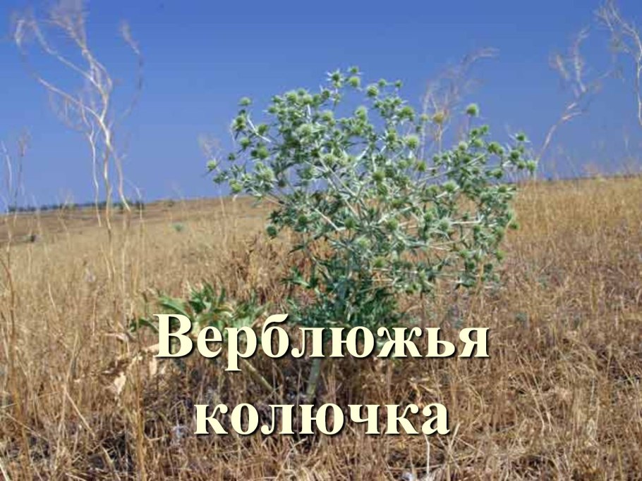 Кусок пустыни