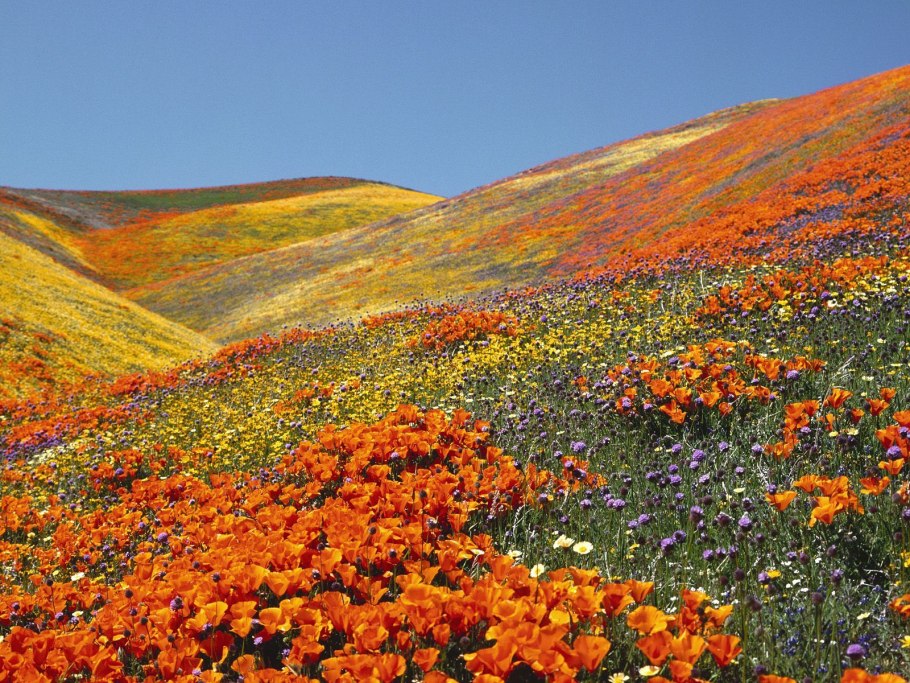 Rok Anemom зелено-красная фото