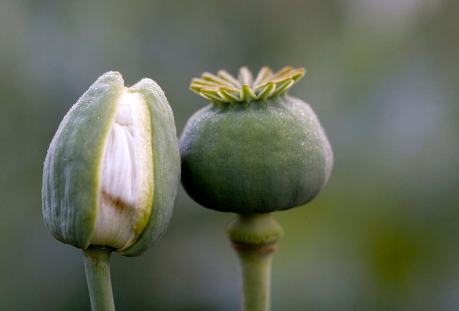 Опиумный Мак Австралии