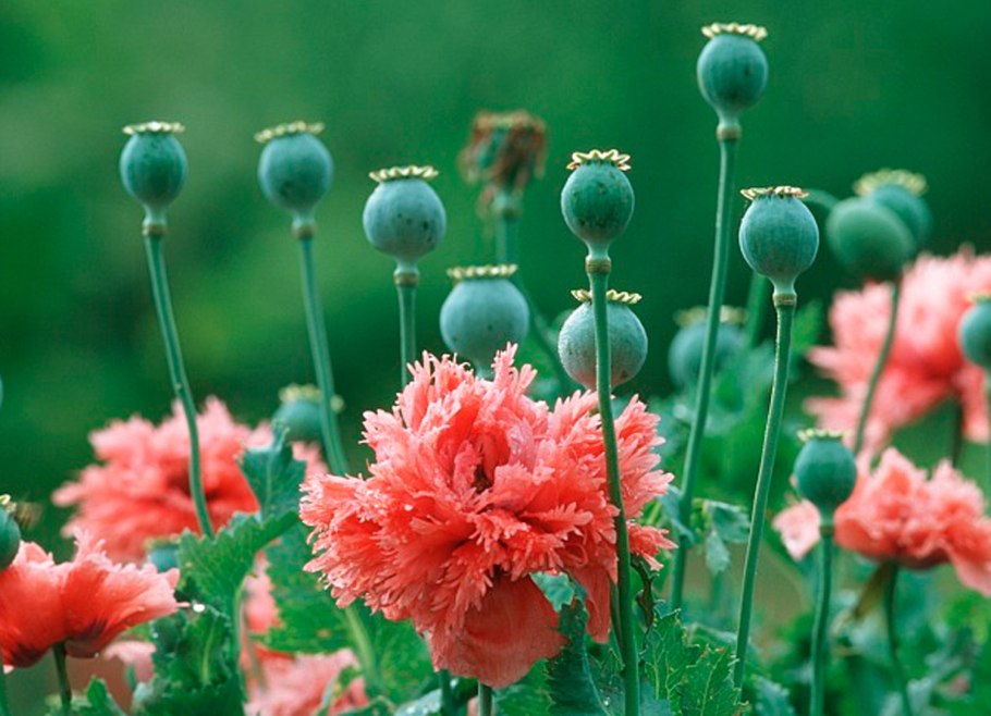 Опиумный Мак бутон