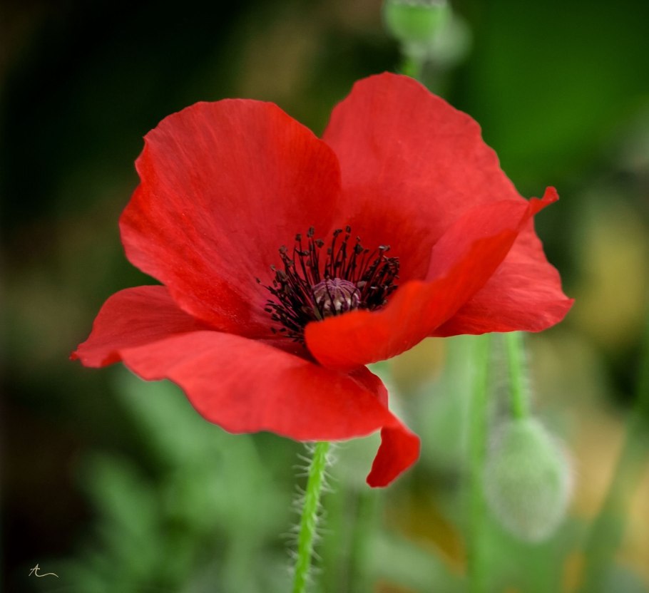 Мак Анюйский Papaver anjuicum