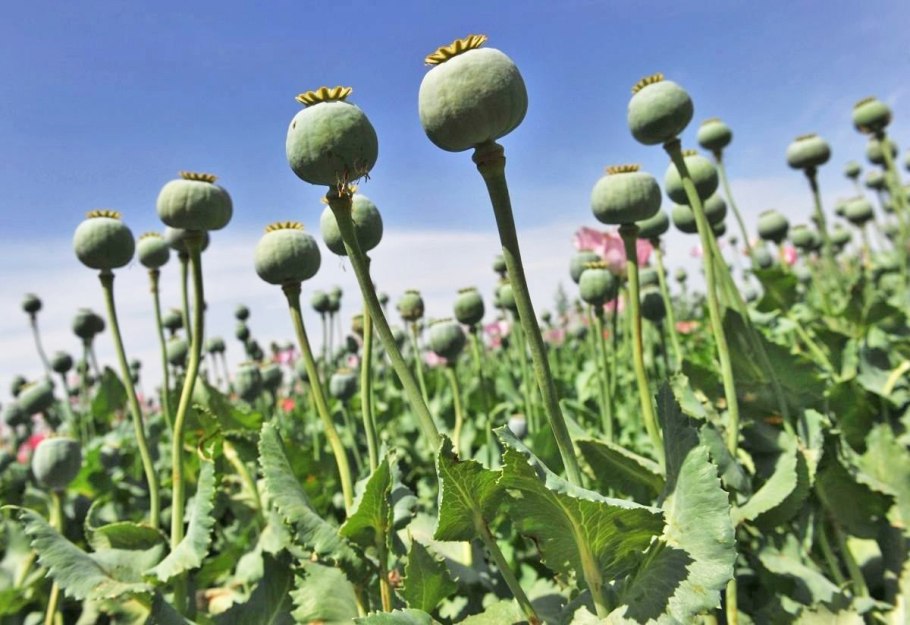 Нераскрывшийся бутон мака