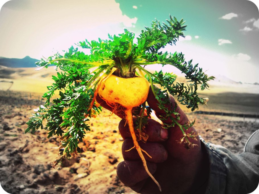 Макка растение