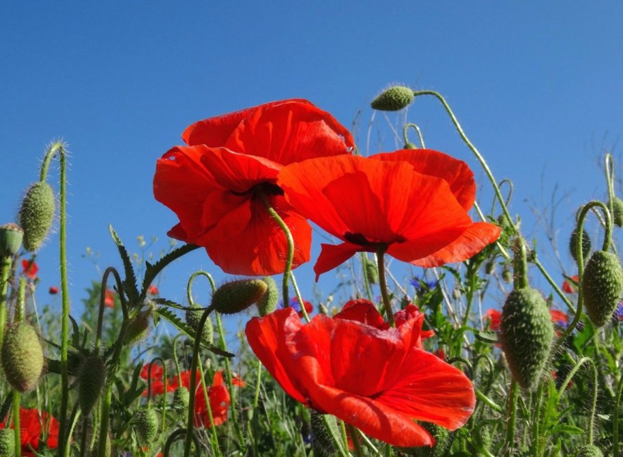 Растения субтропиков Южной Америки