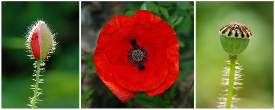 Мак-самосейка, дикий Мак