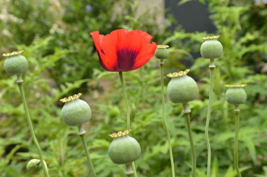 Мак самосейка (Papaver rhoeas)