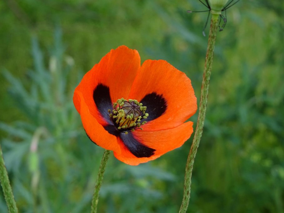 Giant Papaver somniferum