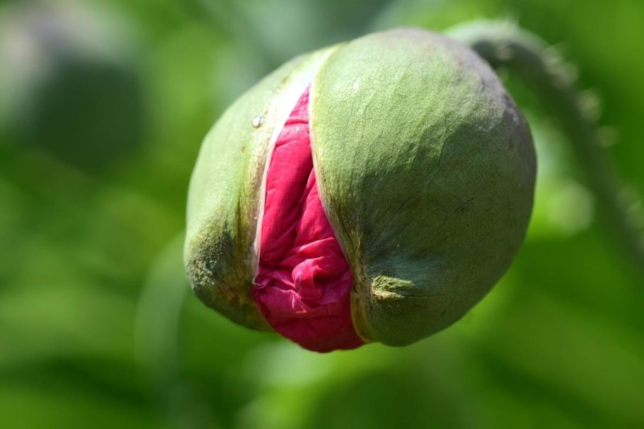 Опиумный Мак