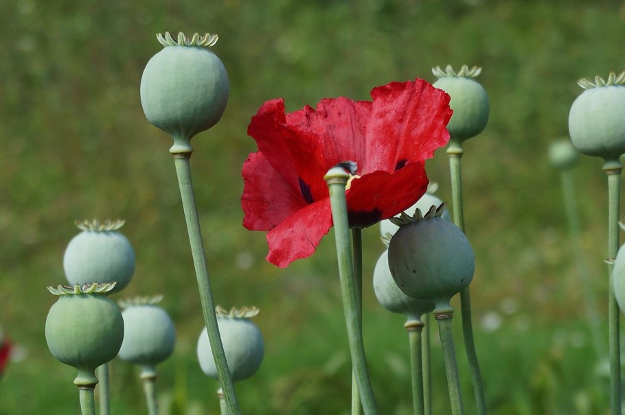 Мак желтый опиумный