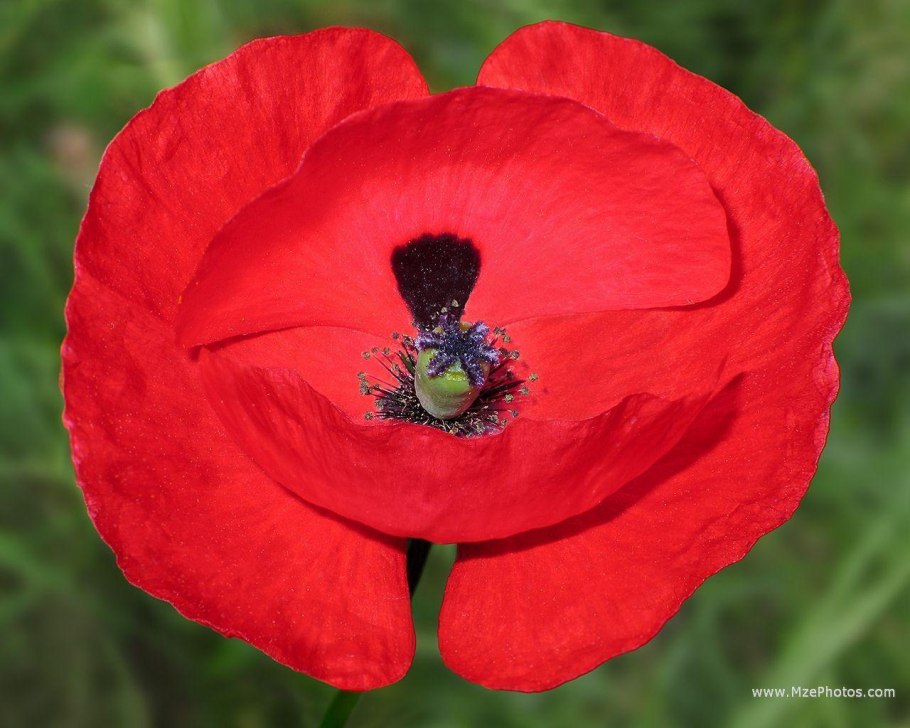Долина цветов - национальный парк в Гималаях