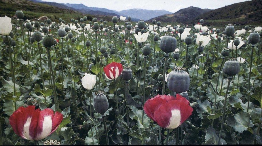 Опиумные маки