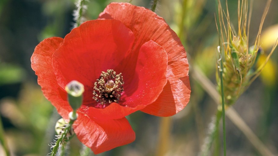 Красный дикий Мак