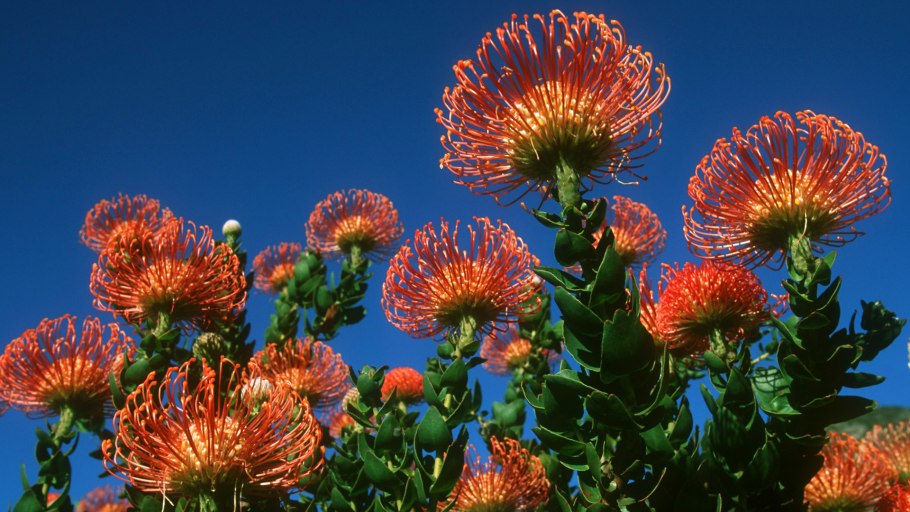 Оранжевый цвет в природе