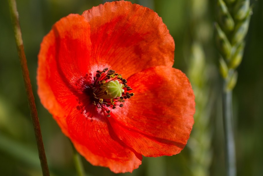 Мак Луговой