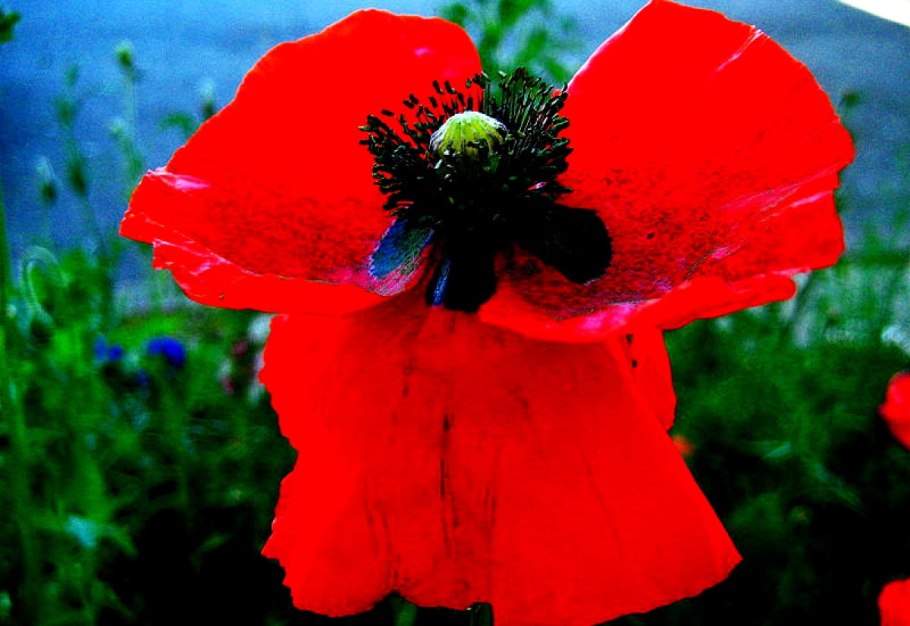 Маки Скосана ЮАР