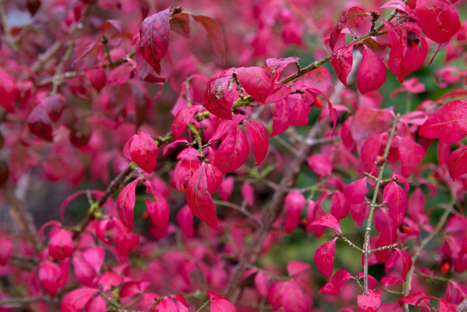 Burning Bush кустарник