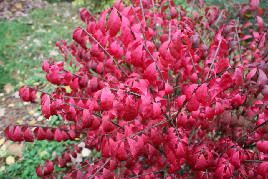 Малиновка певчая птица