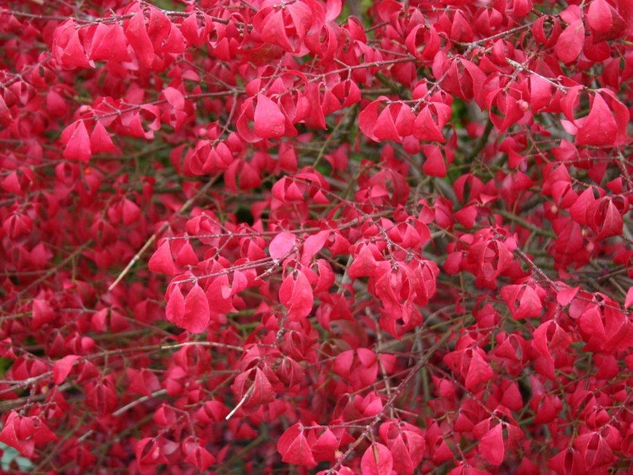 Euonymus многоликий