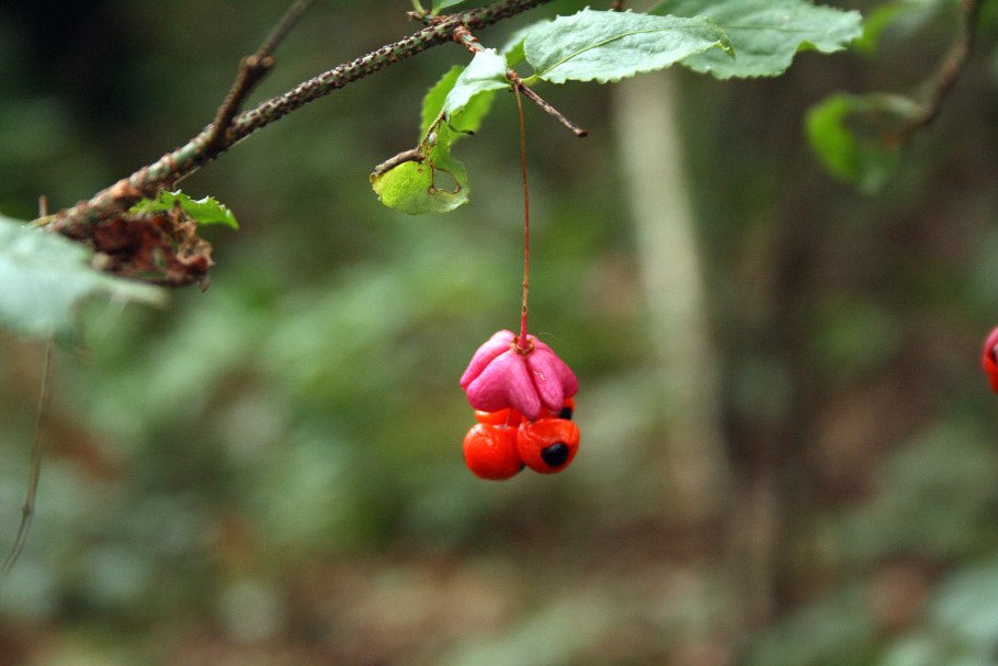 Берри красный дерево Буш