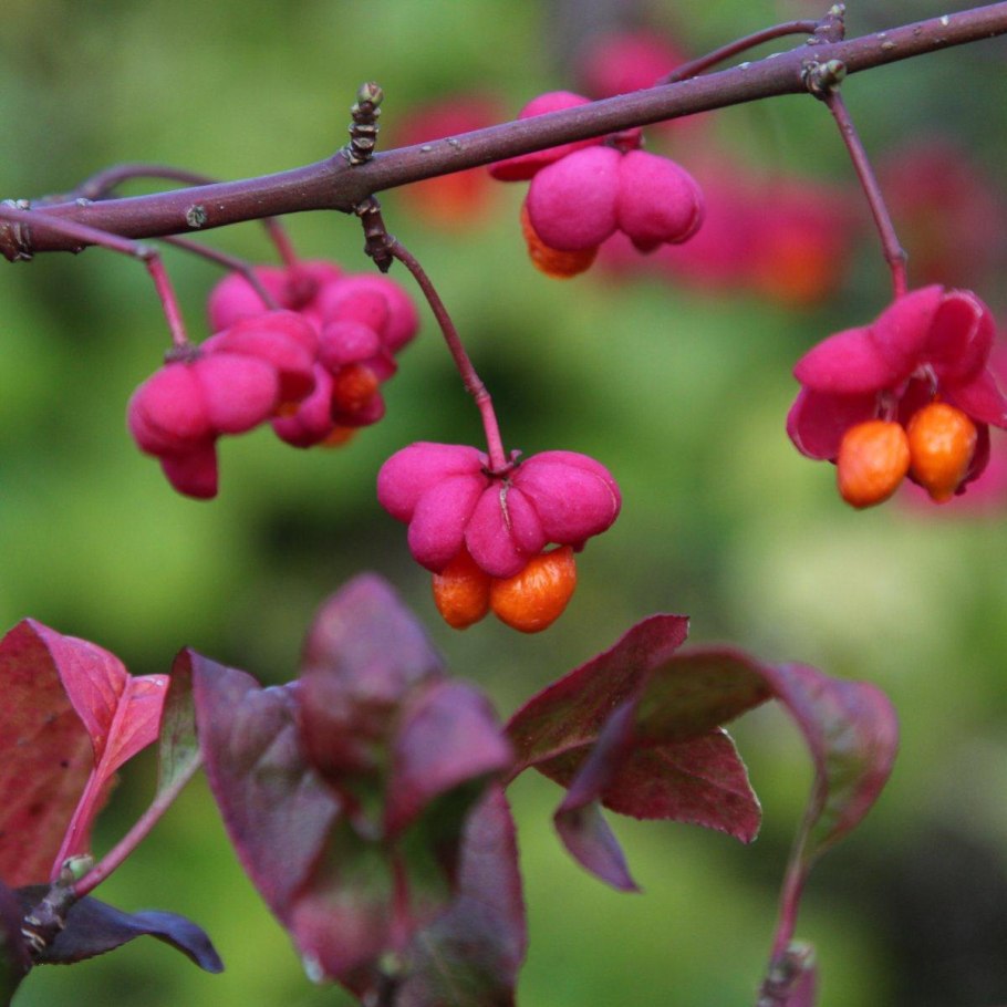 Бересклет Сильвер Квин